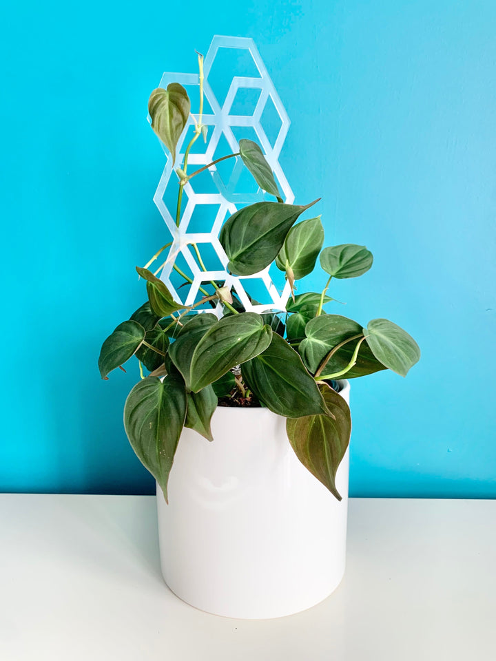 Houseplant Trellises